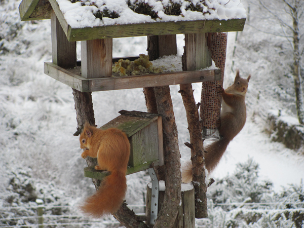 Red squirrels in snow.