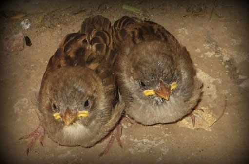 Fledgling sparrows